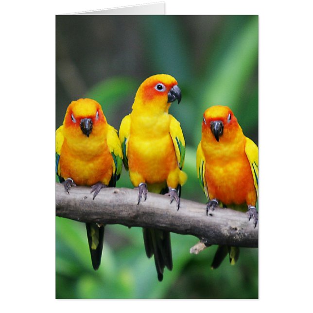 Sun Conures (Vorne)