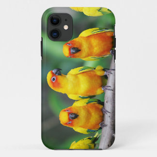 Sun Conures Case-Mate iPhone Hülle