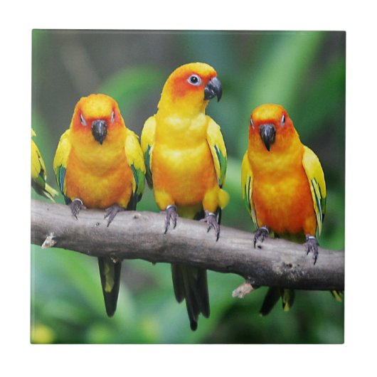 Sun Conures Fliese (Vorderseite)