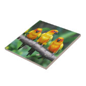 Sun Conures Fliese (Seite)