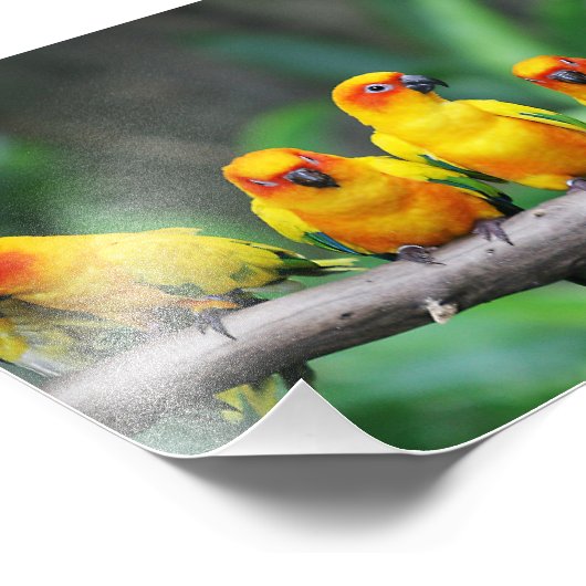 Sun Conures Fotodruck (Ecke)