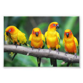 Sun Conures Fotodruck (Vorne)