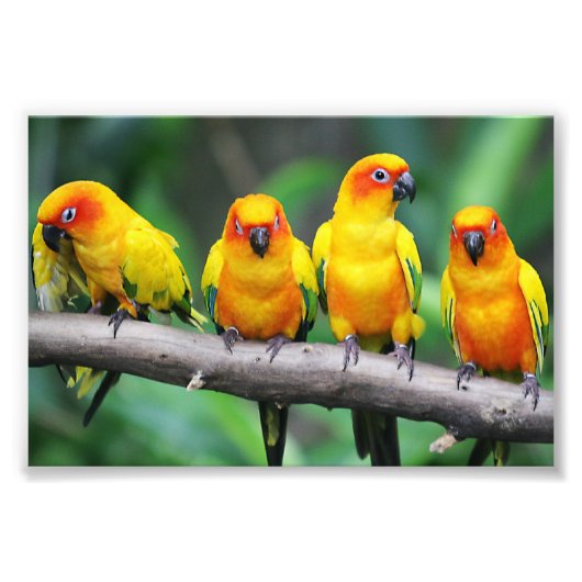 Sun Conures Fotodruck (Vorne)