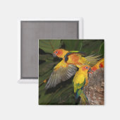 Sun Conures Magnet (Vorderseite/Rückseite)