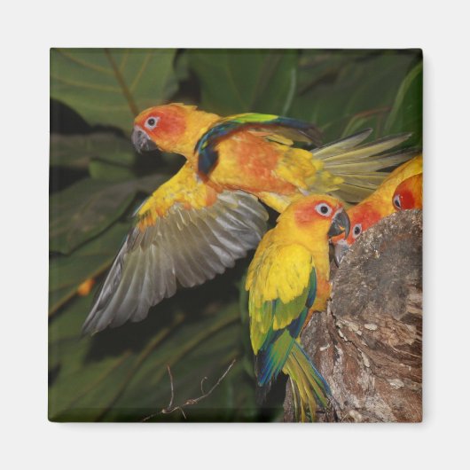 Sun Conures Magnet (Vorne)
