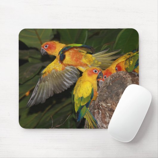 Sun Conures Mousepad (Mit Mouse)