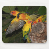 Sun Conures Mousepad (Vorne)