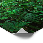 Sun Conures Poster (Ecke)