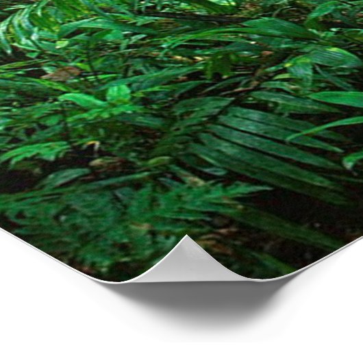 Sun Conures Poster (Ecke)