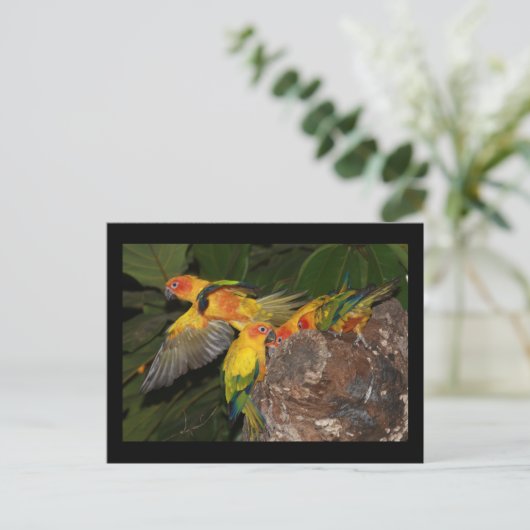 Sun Conures Postkarte (Stehend Vorderseite)