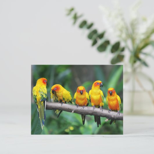 Sun Conures Postkarte (Stehend Vorderseite)