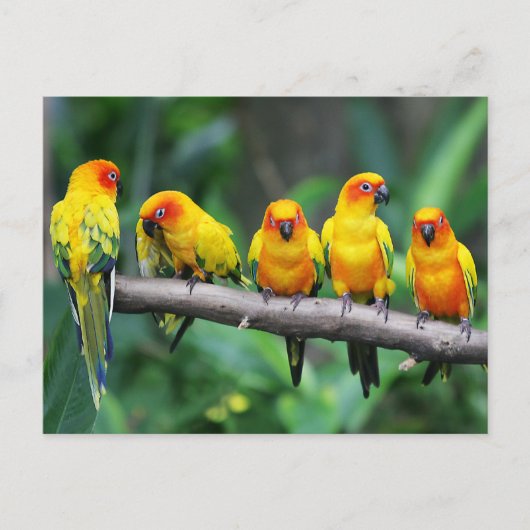 Sun Conures Postkarte (Vorderseite)