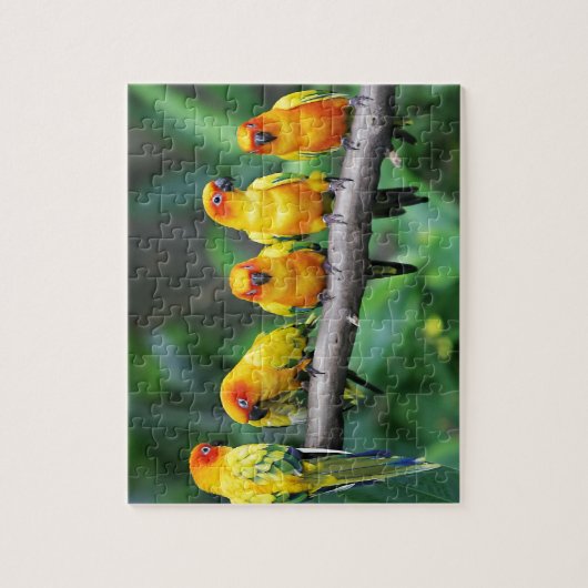 Sun Conures Puzzle (Vertikal)