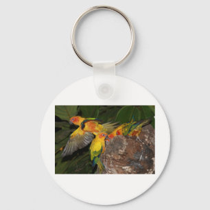 Sun Conures Schlüsselanhänger