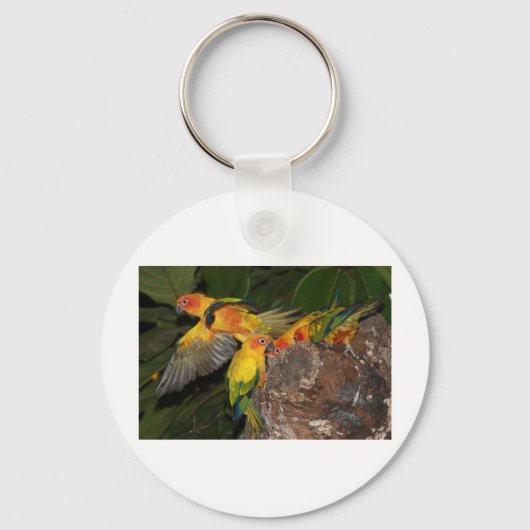 Sun Conures Schlüsselanhänger (Vorderseite)