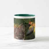 Sun Conures Tasse (Zentrum)