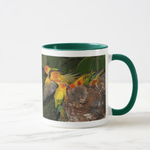 Sun Conures Tasse