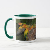 Sun Conures Tasse (Links)