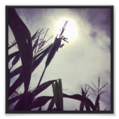 Sun-Corn Fotodruck (Vorne)