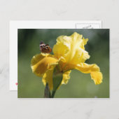 Sun Dancer Iris & Butterfly Fotografie Art Postkarte (Vorne/Hinten)