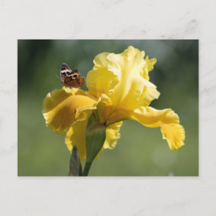 Sun Dancer Iris & Butterfly Fotografie Art Postkarte