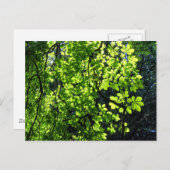 Sun Dappled Horse Kastanien Blätter Postkarte (Vorne/Hinten)