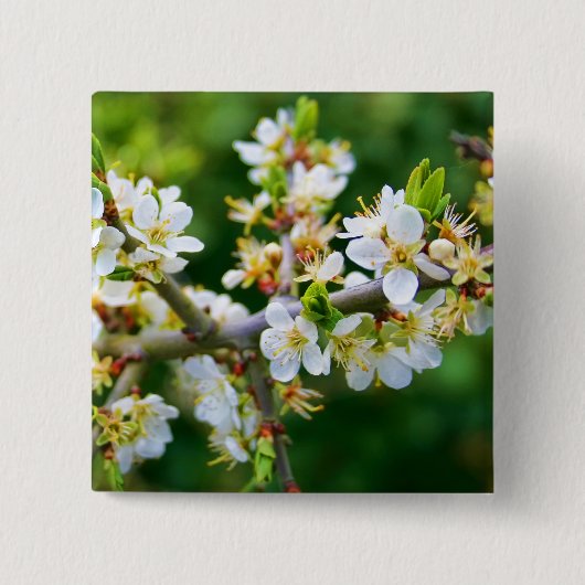Sun-Dappled Spring Hawthorn Button (Vorderseite)