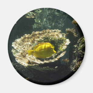 Sun Dappled Sunfish Magnet