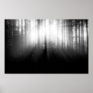 Sun, der durch Bäume im Wald scheint Poster