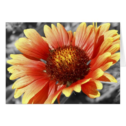 Sun Drenched Gaillardia (Vorderseite (Horizontal))