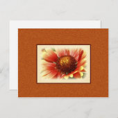 Sun Drenched Gaillardia Foto Miss You Postkarte (Vorne/Hinten)