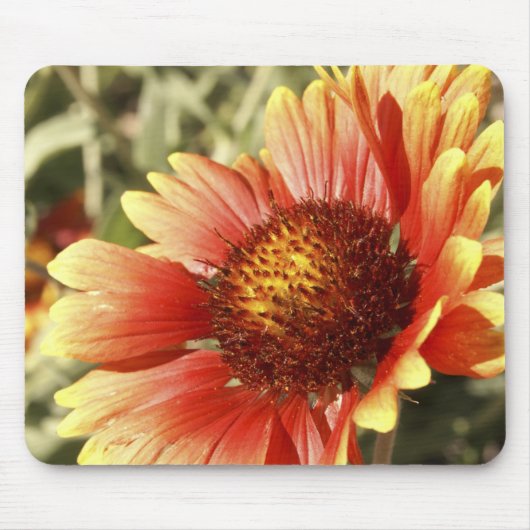 Sun Drenched Gaillardia Mousepad (Vorne)