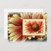 Sun Drenched Gaillardia Postkarte (Vorne/Hinten)