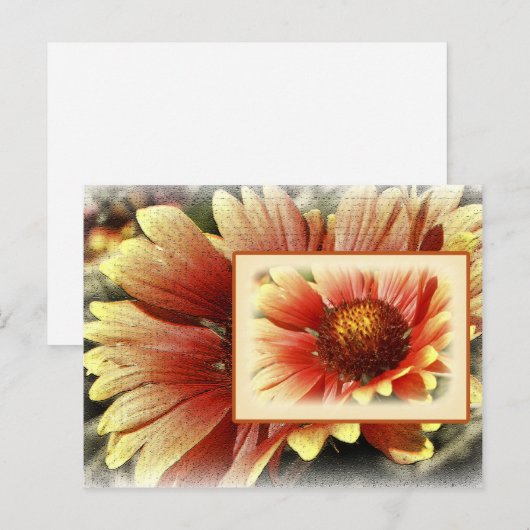 Sun Drenched Gaillardia Postkarte (Vorne/Hinten)