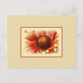 Sun Drenched Yellow Orange Gaillardia Blume Postkarte (Vorderseite)