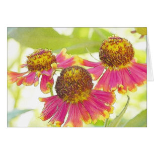 Sun durchnäßte Heleniums
