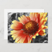 Sun entnistetes Gaillardia-Foto für jeden Anlass Postkarte (Vorne/Hinten)