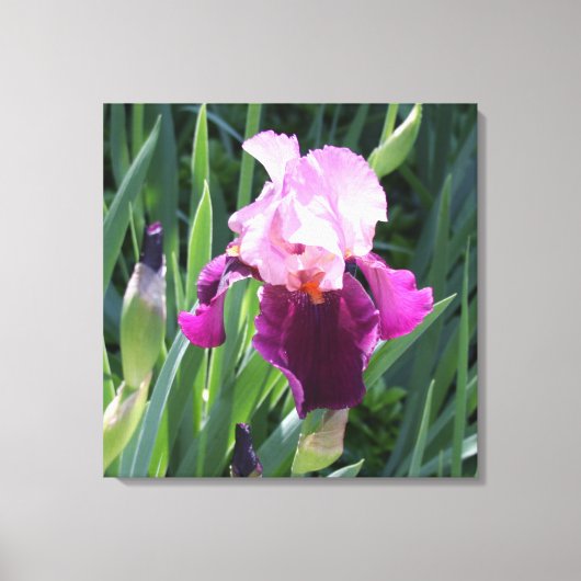 Sun-geküsste Pink Iris Blume Leinwand (Vorderseite)