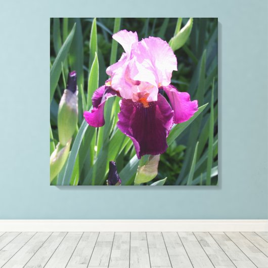 Sun-geküsste Pink Iris Blume Leinwand (Insitu (Holzboden))