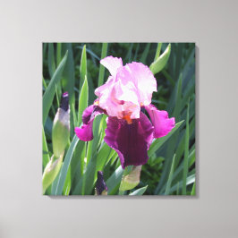 Sun-geküsste Pink Iris Blume Leinwand