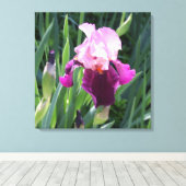 Sun-geküsste Pink Iris Blume Leinwand (Insitu (Holzboden))