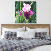 Sun-geküsste Pink Iris Blume Leinwand (Insitu (Schlafzimmer))