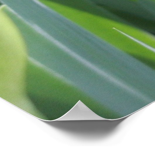 Sun-geküsste Pink-Iris-Blume Poster (Ecke)