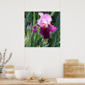 Sun-geküsste Pink-Iris-Blume Poster (Küche)