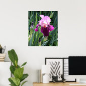 Sun-geküsste Pink-Iris-Blume Poster (Heimbüro)