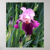 Sun-geküsste Pink-Iris-Blume Poster (Vorne)