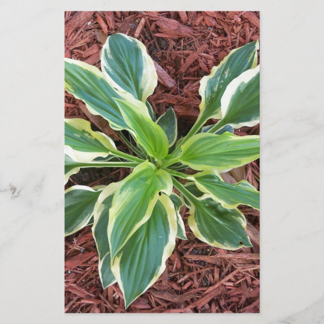 Sun Hosta (Vorderseite)