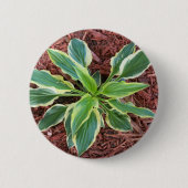Sun Hosta Button (Vorderseite)