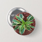 Sun Hosta Button (Vorne & Hinten)
