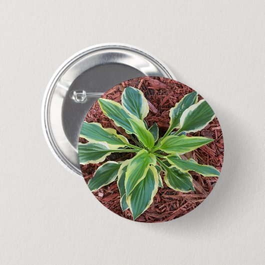 Sun Hosta Button (Vorne & Hinten)